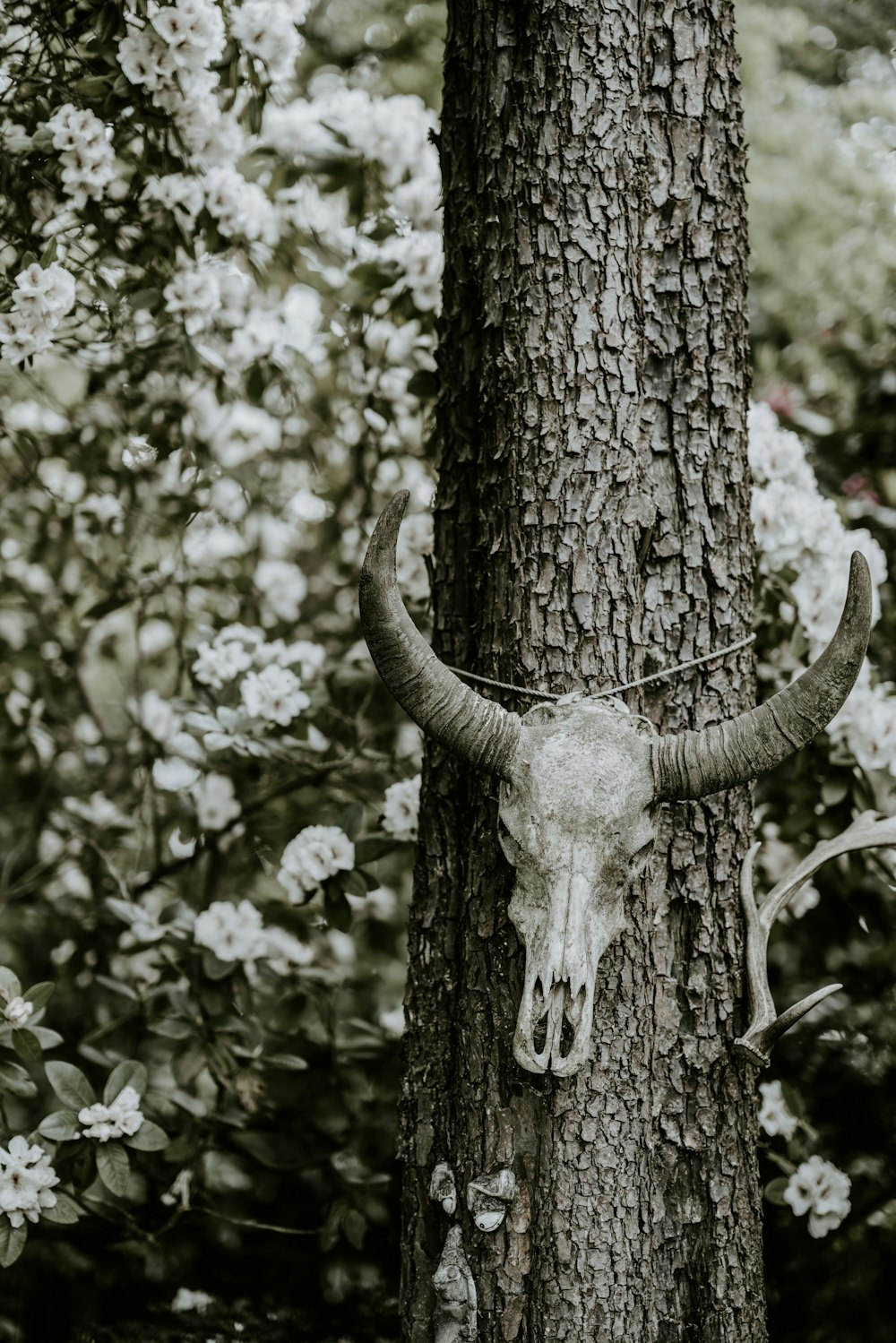 bull skull hanged on tree