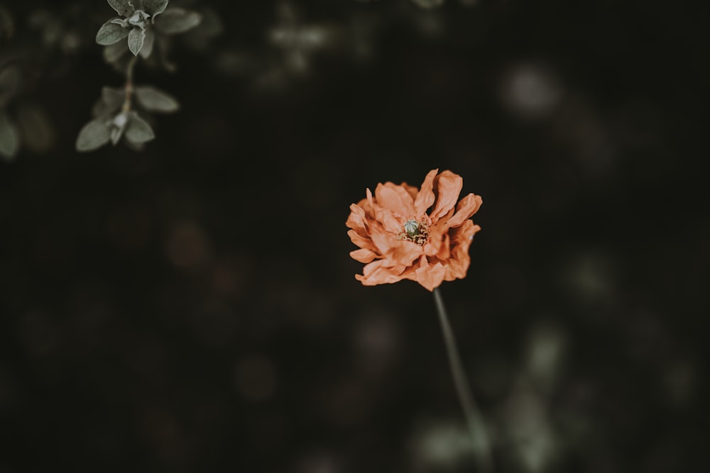 shallow focus photography of orange flower