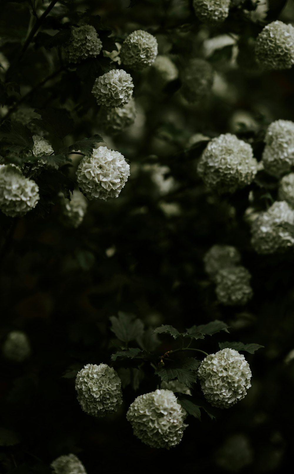 fleurs aux pétales blancs