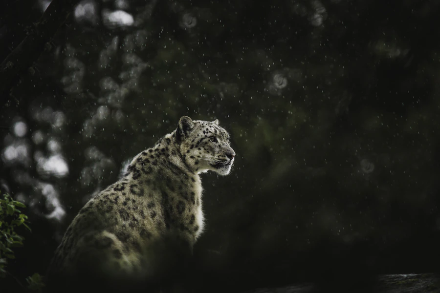 Leopardo de las nieves fotografiado bajo la lluvia