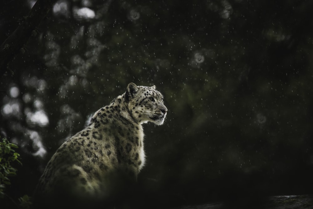Snow Leopard Pictures Download Free Images On Unsplash