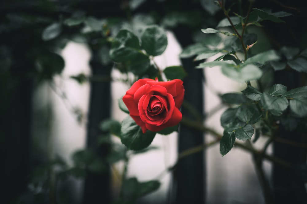 red rose