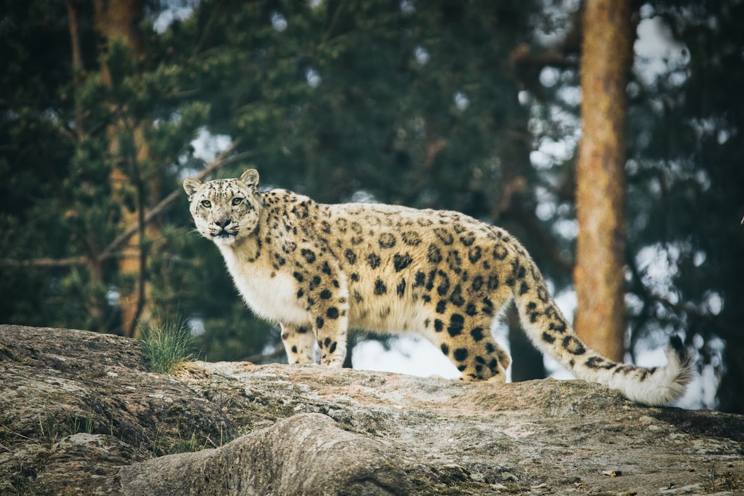 Travel Tips and Stories of Kolmården Zoo in Sweden