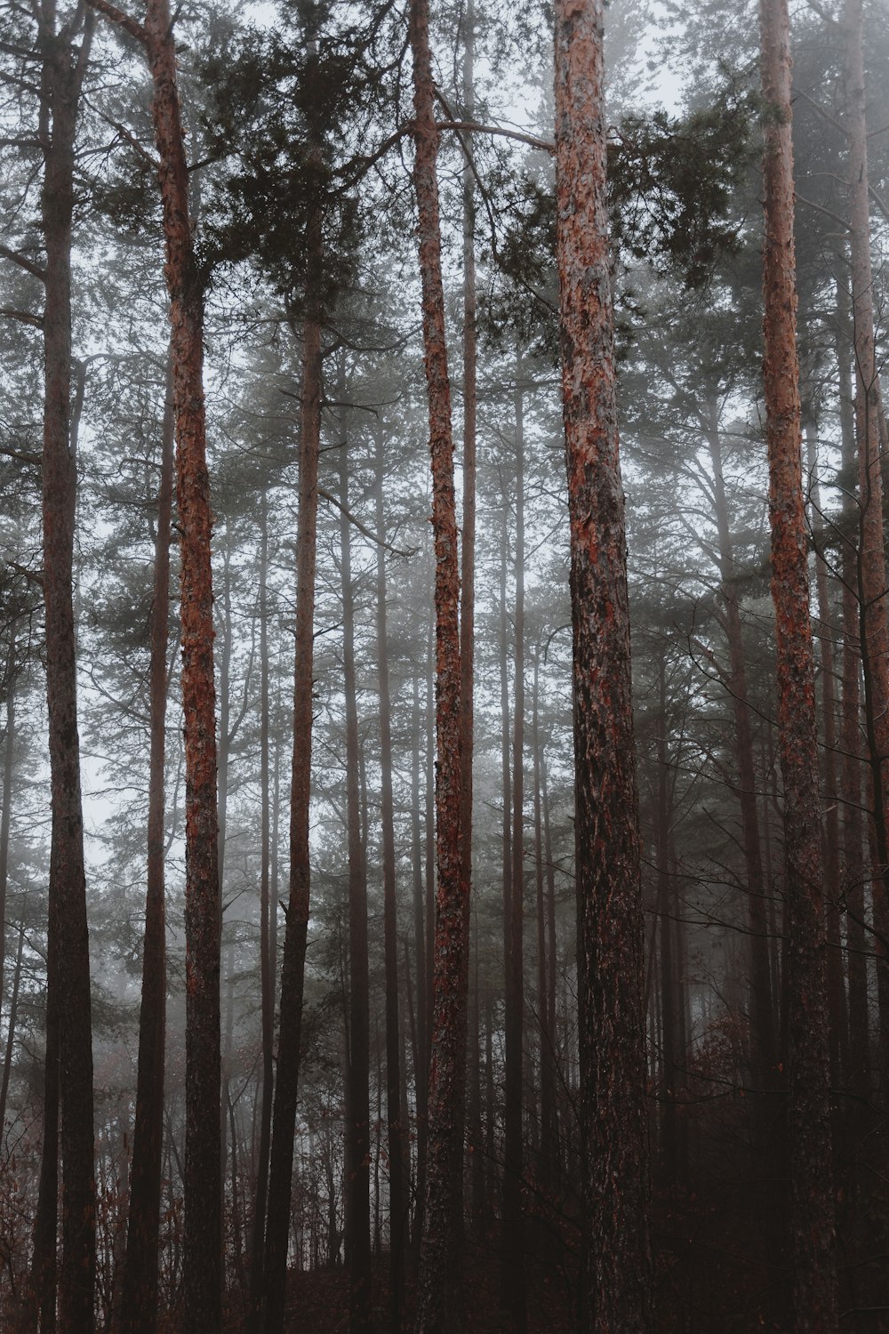 bunch of brown pine trees