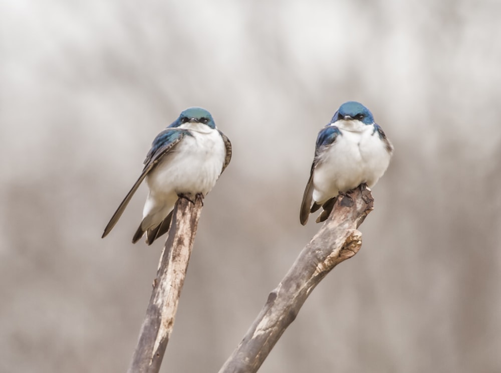 木の枝にとまる2羽の青い鳥