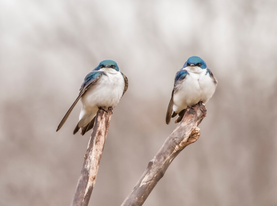  two blue birds on tree branch swallow