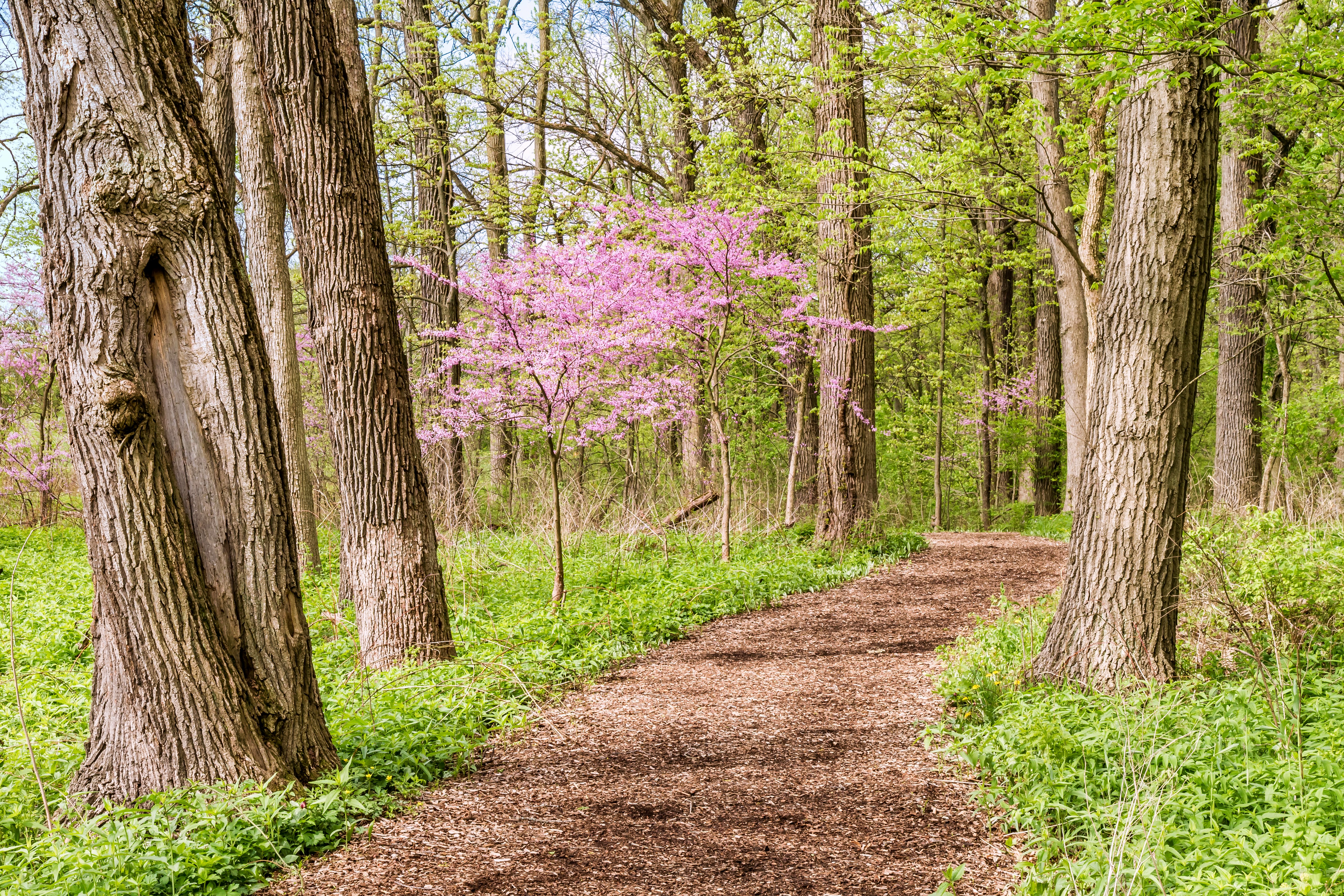 pink flower tree near tall trees