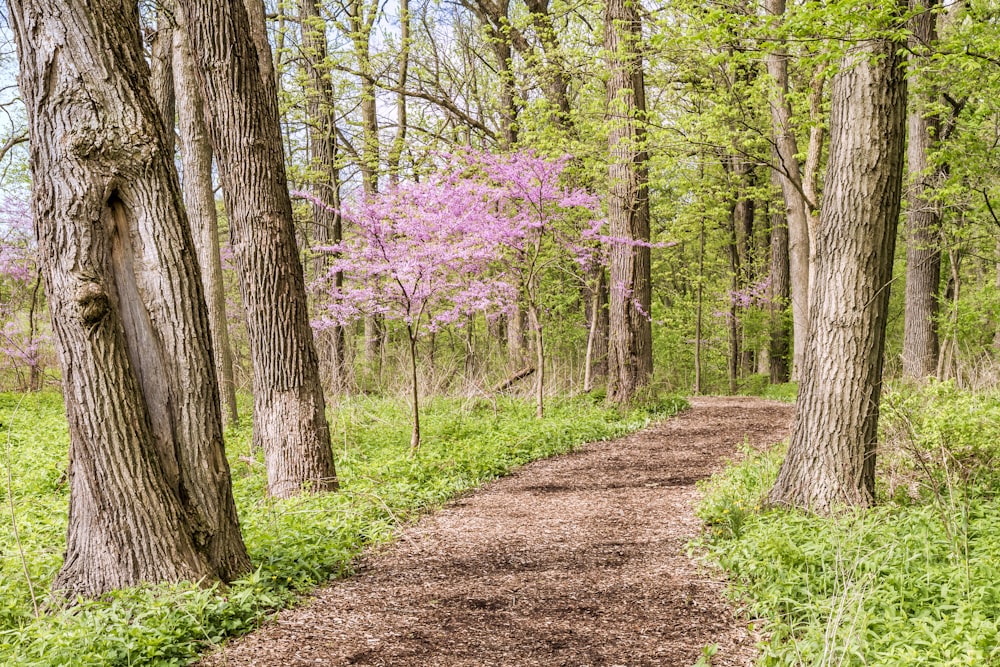 pink flower tree near tall trees