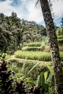 A scenic view of Bali's lush green landscape.