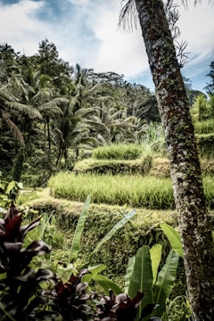 A scenic view of Bali's lush green landscape.