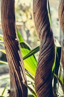 A traditional ayahuasca vine coiled on a wooden table surrounded by jungle foliage.