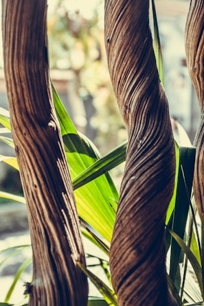 A traditional ayahuasca vine coiled on a wooden table surrounded by jungle foliage.