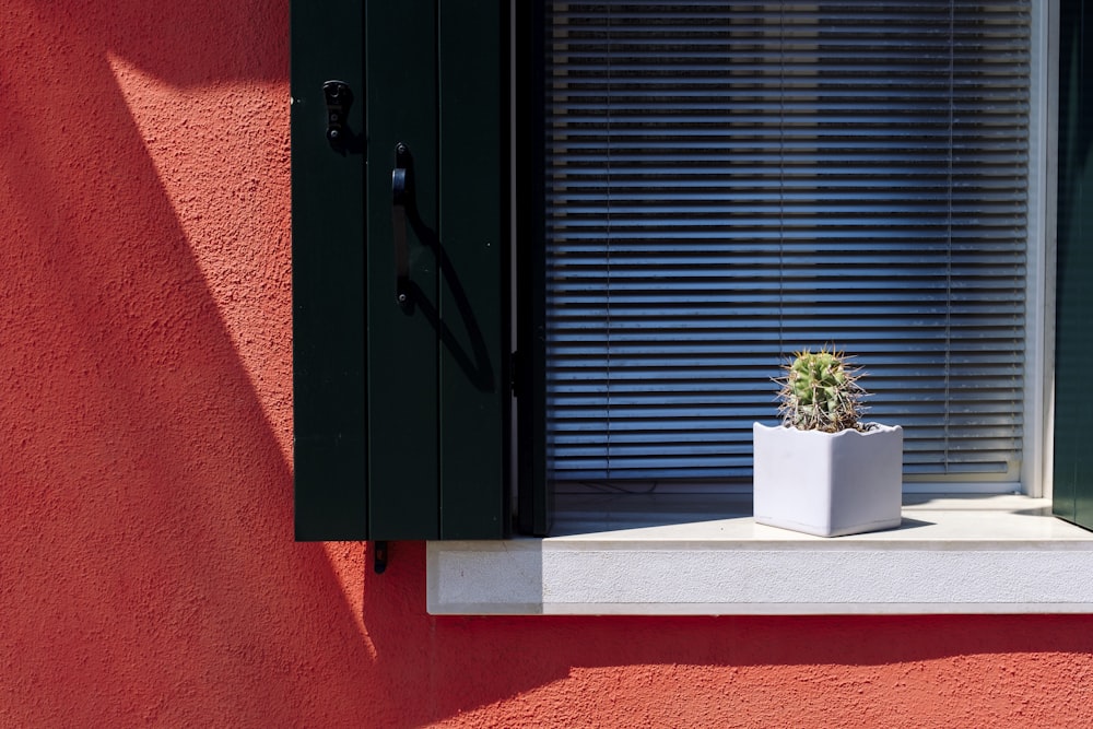 green cactus plant in white pot