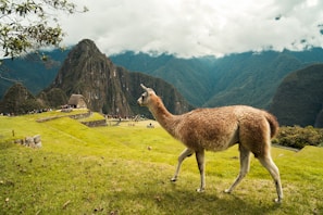 A llama stands on a grassy area overlooking the ancient ruins of Machu Picchu. The surrounding landscape is lush and mountainous, with a dramatic peak rising in the background. The sky is partly cloudy, with some sun illuminating the scene.