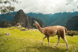 A llama stands on a grassy area overlooking the ancient ruins of Machu Picchu. The surrounding landscape is lush and mountainous, with a dramatic peak rising in the background. The sky is partly cloudy, with some sun illuminating the scene.