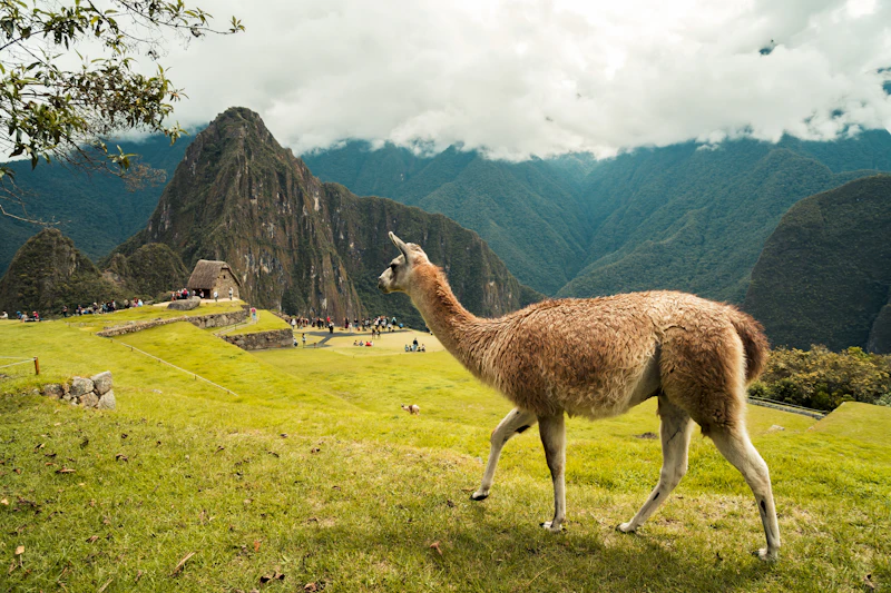 Llamas grazing on the green terraces of Machu Picchu