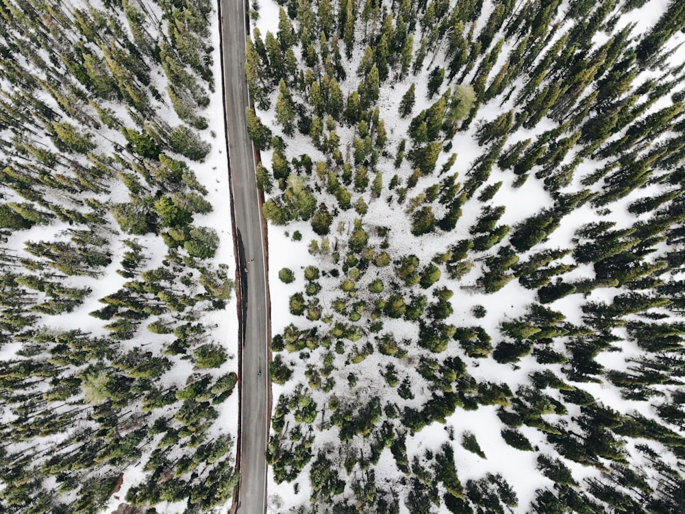 fotografia aérea de árvores cobertas de neve e estrada