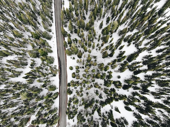 aerial photography of road and snow covered trees in Olympic National Park United States