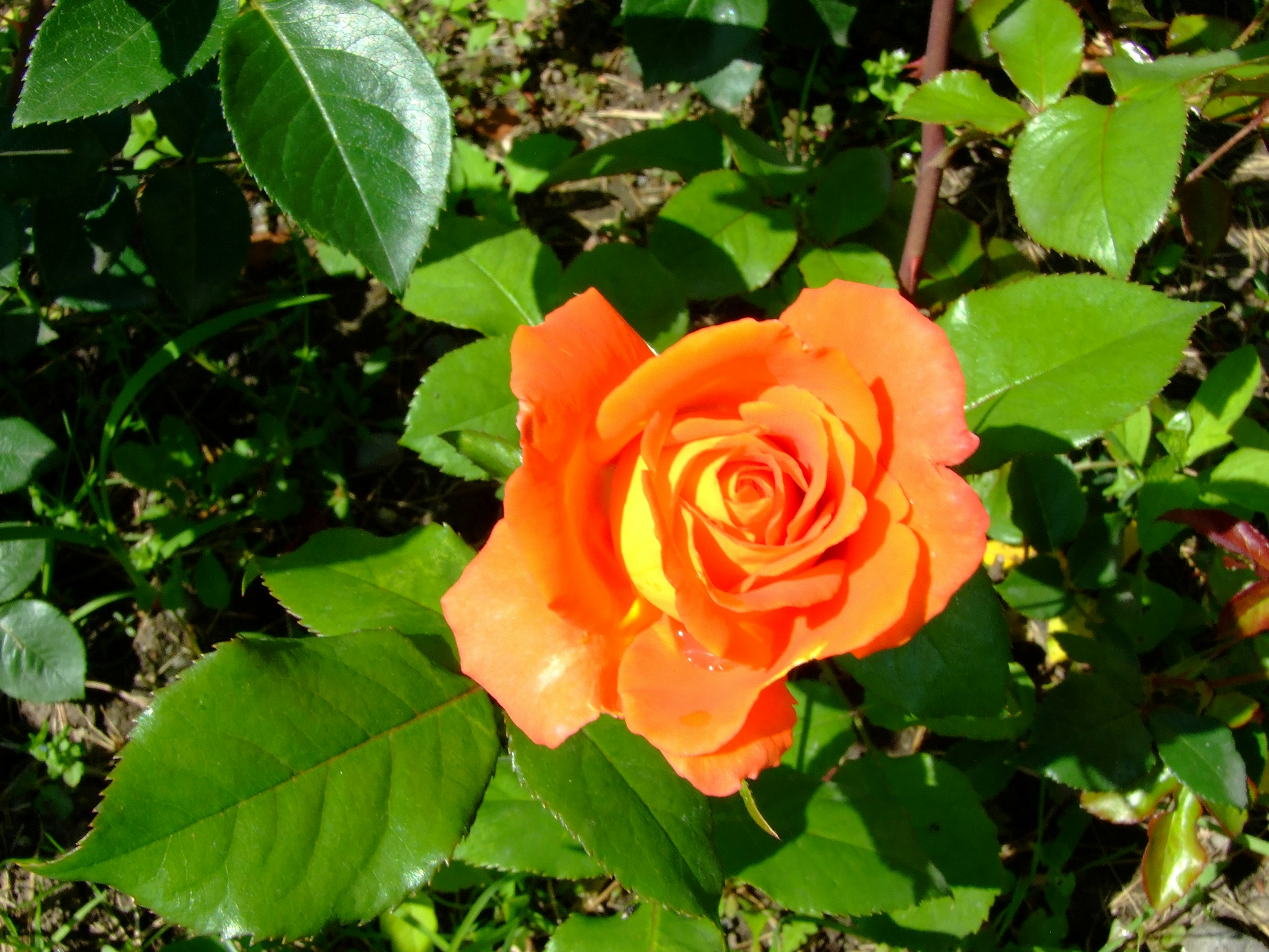 Роза нексус фото. Бутон розы на прозрачном фоне. Ольга гречина художник картины. Still rose. Раскрывающиеся розы проф фото.