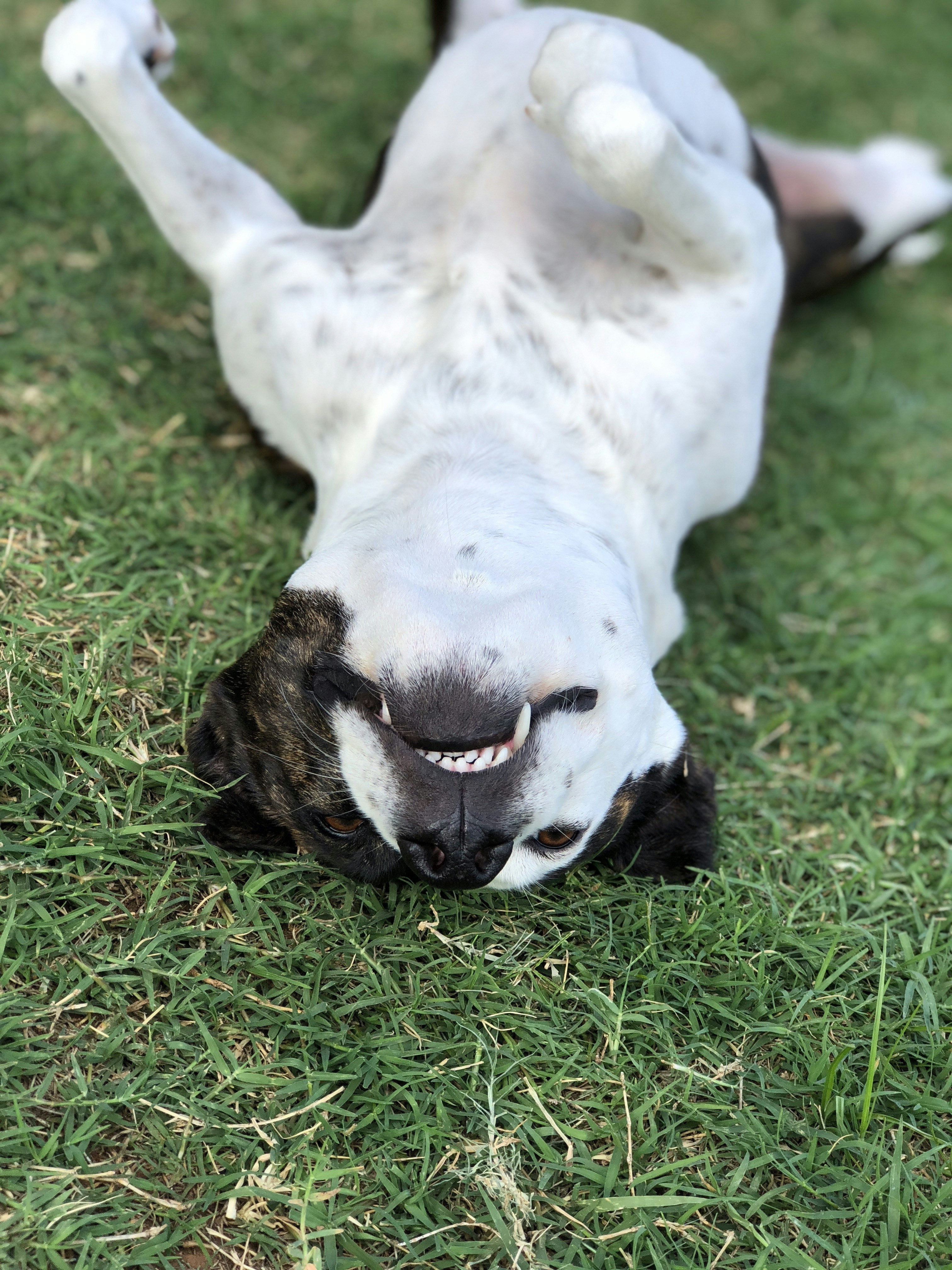 Understanding Your Dog’s Belly Exposure: More Than Just for Rubs!