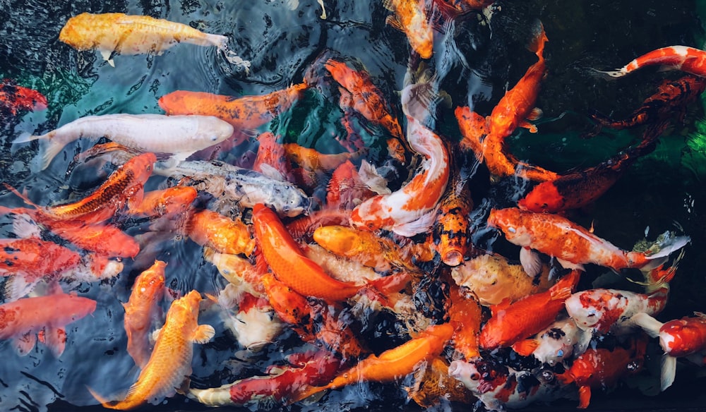 school of koi fish