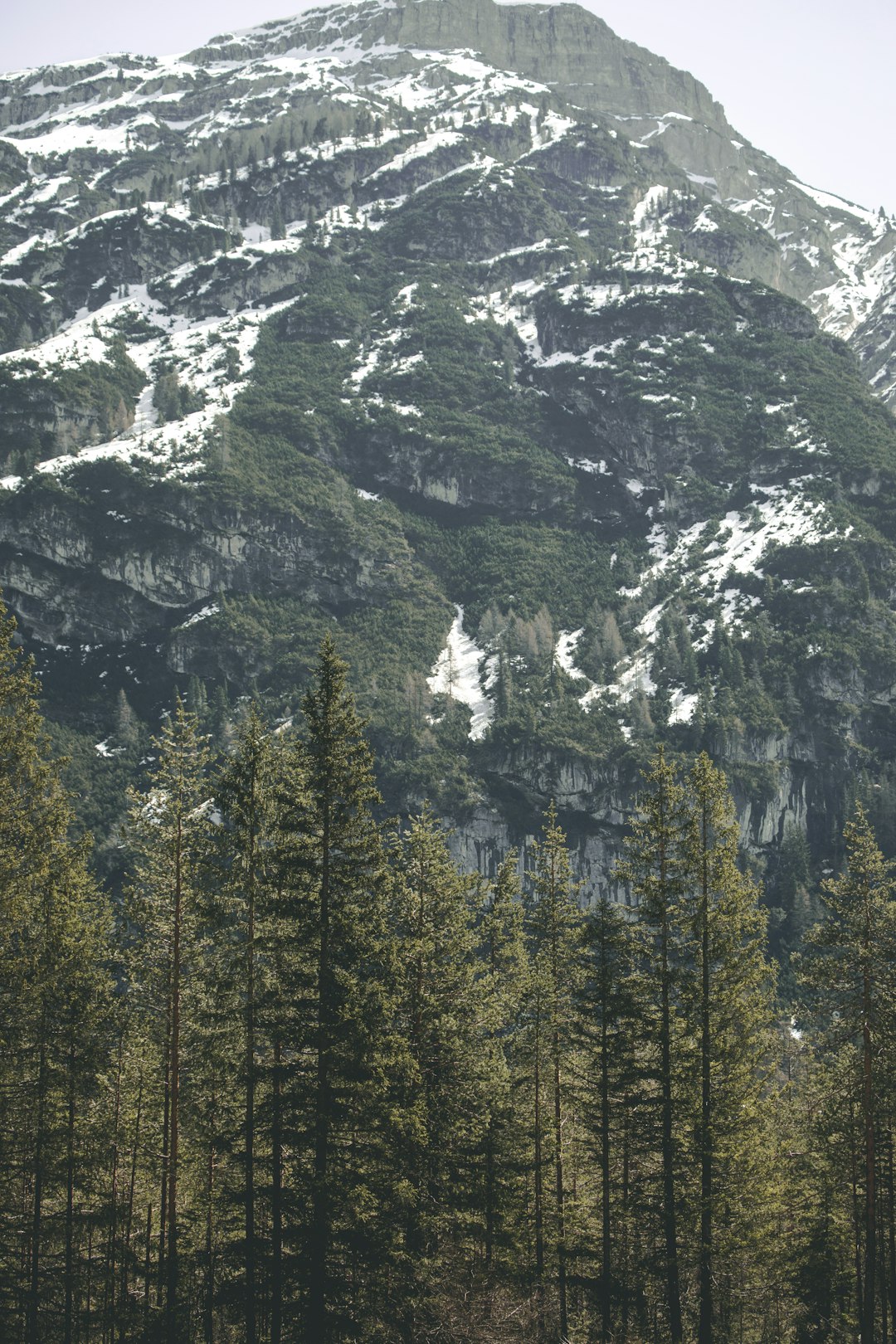 tall trees near mountain during daytime