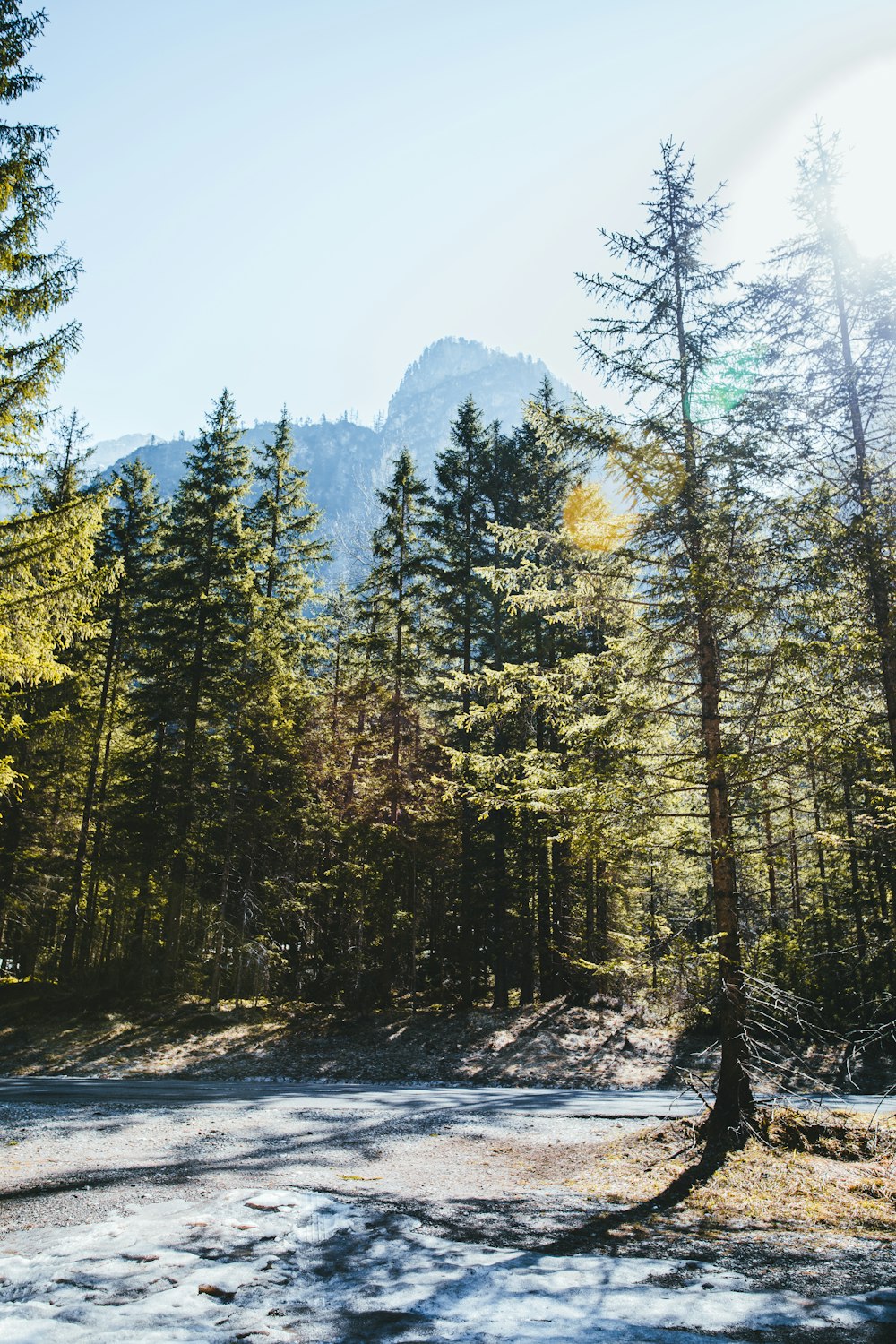 pine trees under blue sky