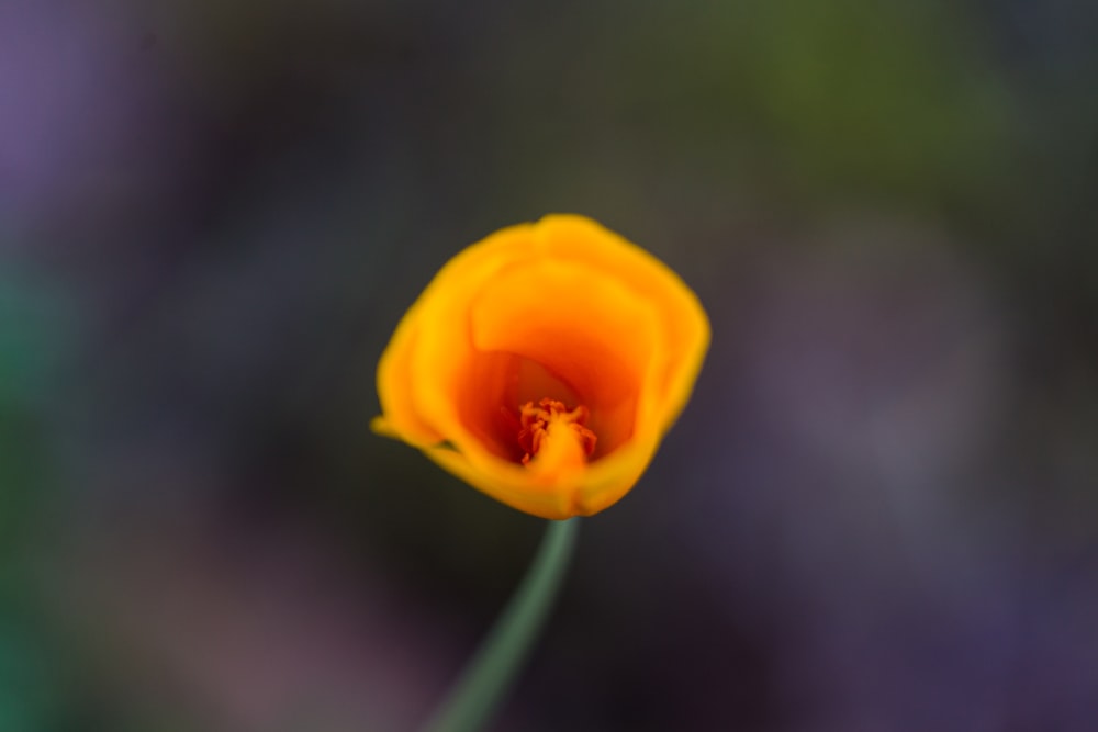 yellow flower in tilt shift lens