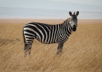 zebra in Savanna