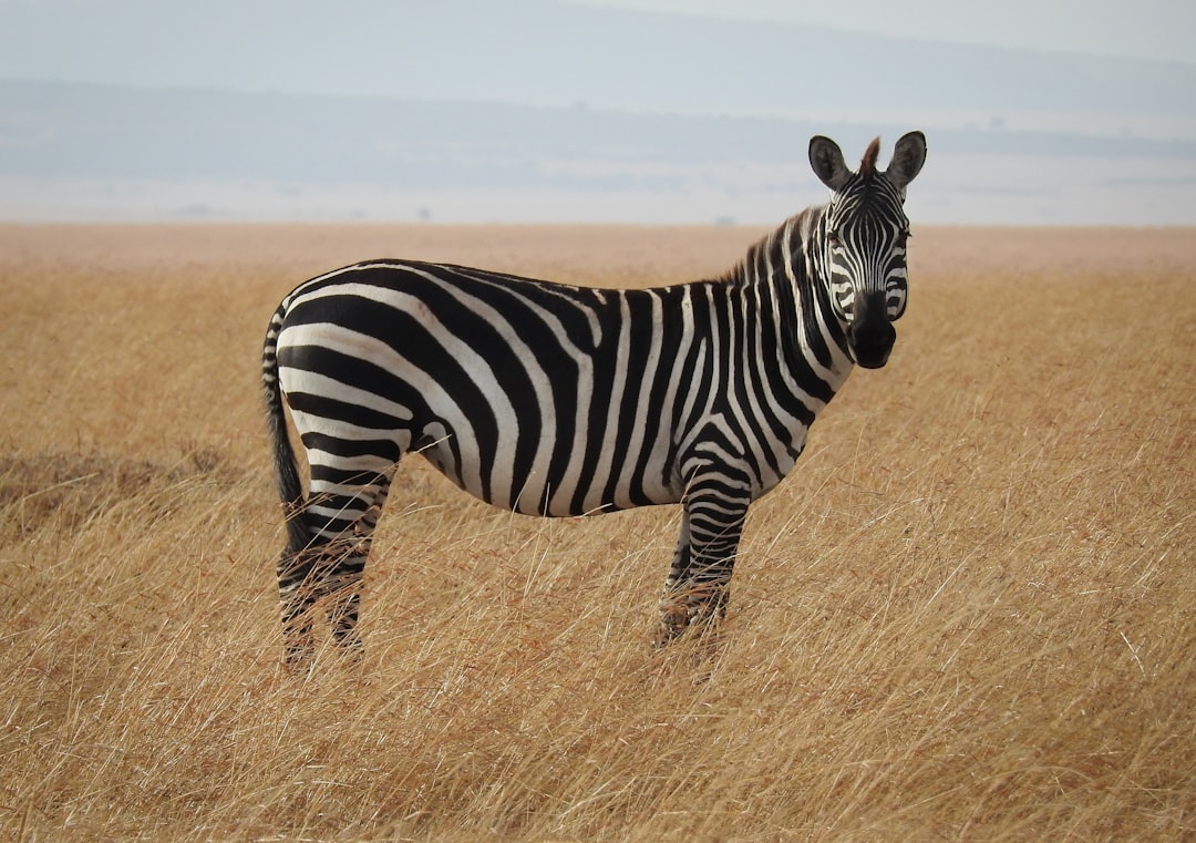  zebra in savanna zebra