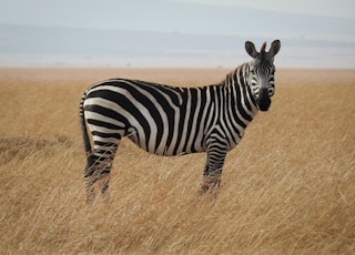 zebra in Savanna