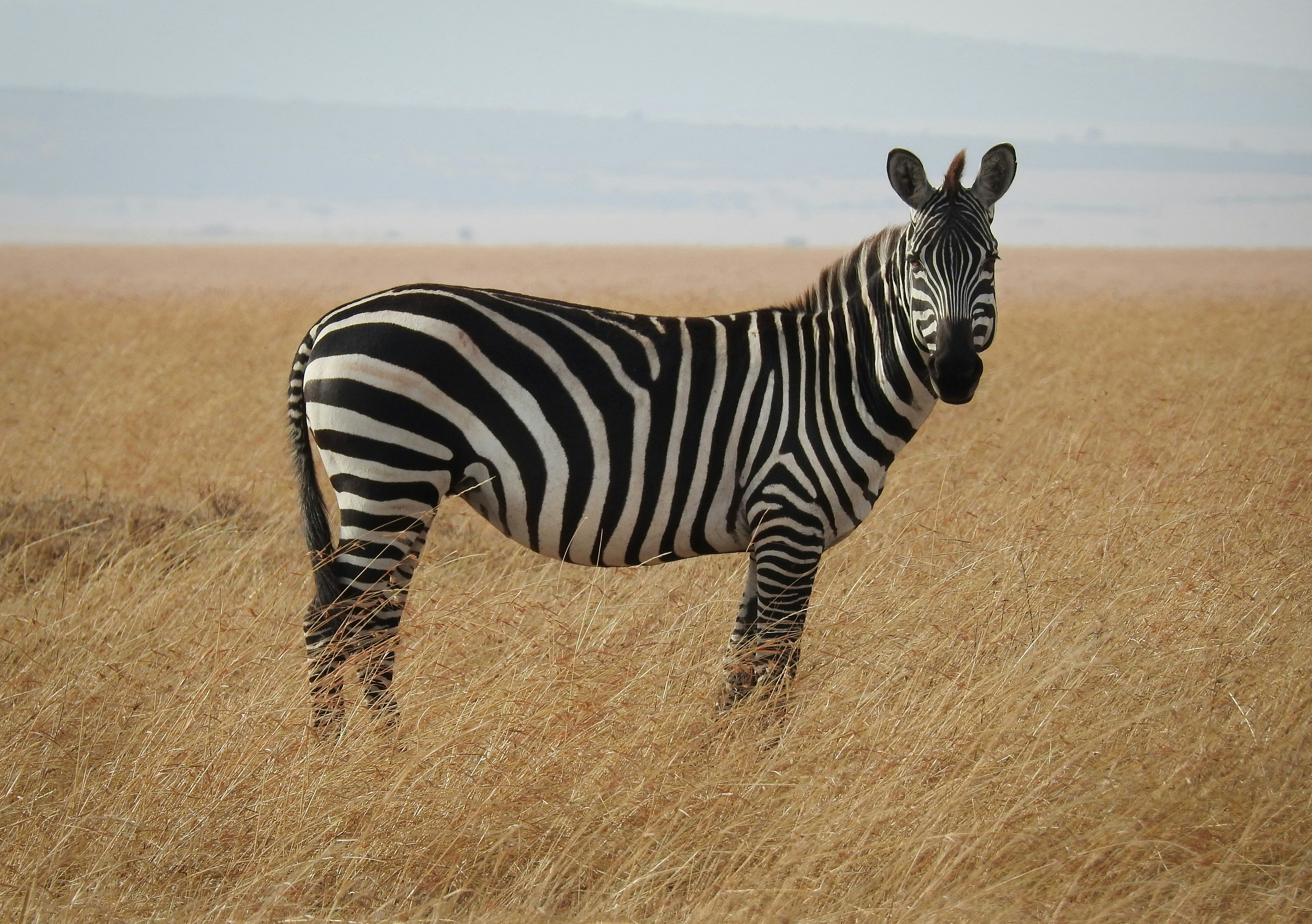&quot;On a photo safari in the Masai Mara, we stopped to enjoy the presence of this watchful zebra.&quot;