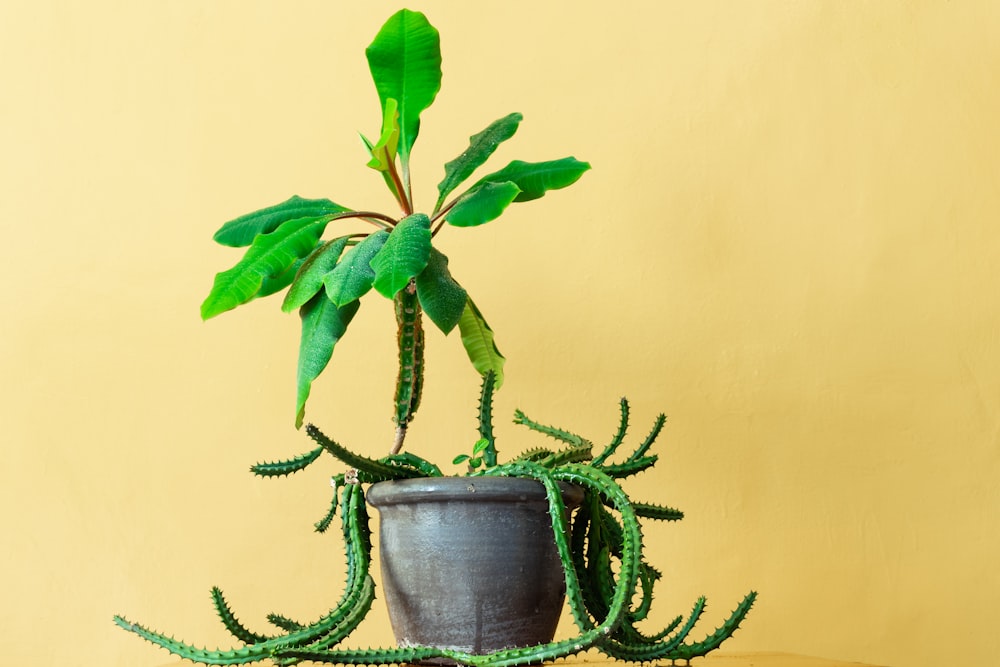 green leafed plant with round brown pot