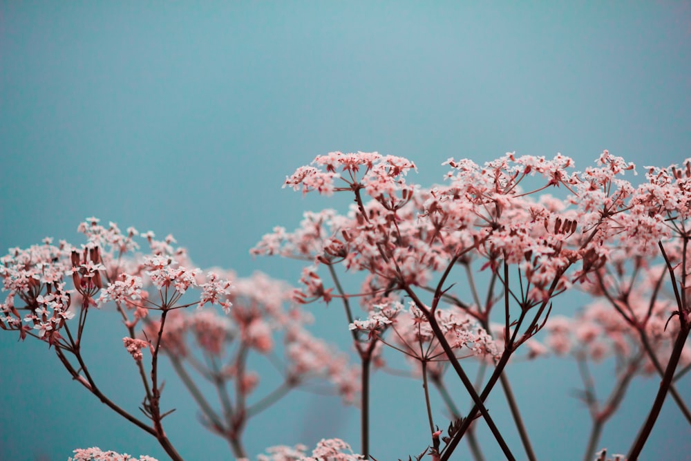 pink petaled flowers close-up photography