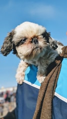 A small dog with long, shaggy fur is being carried, with its paws hanging over the edge of a fabric surface. The dog has a mix of white and brown fur on its face and ears. The background includes a clear blue sky.