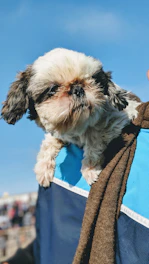 A volunteer gently carrying a rescued dog from a shelter to a safe transport vehicle.