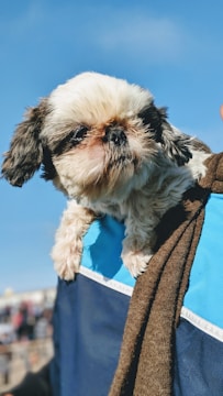 A small dog with long, shaggy fur is being carried, with its paws hanging over the edge of a fabric surface. The dog has a mix of white and brown fur on its face and ears. The background includes a clear blue sky.