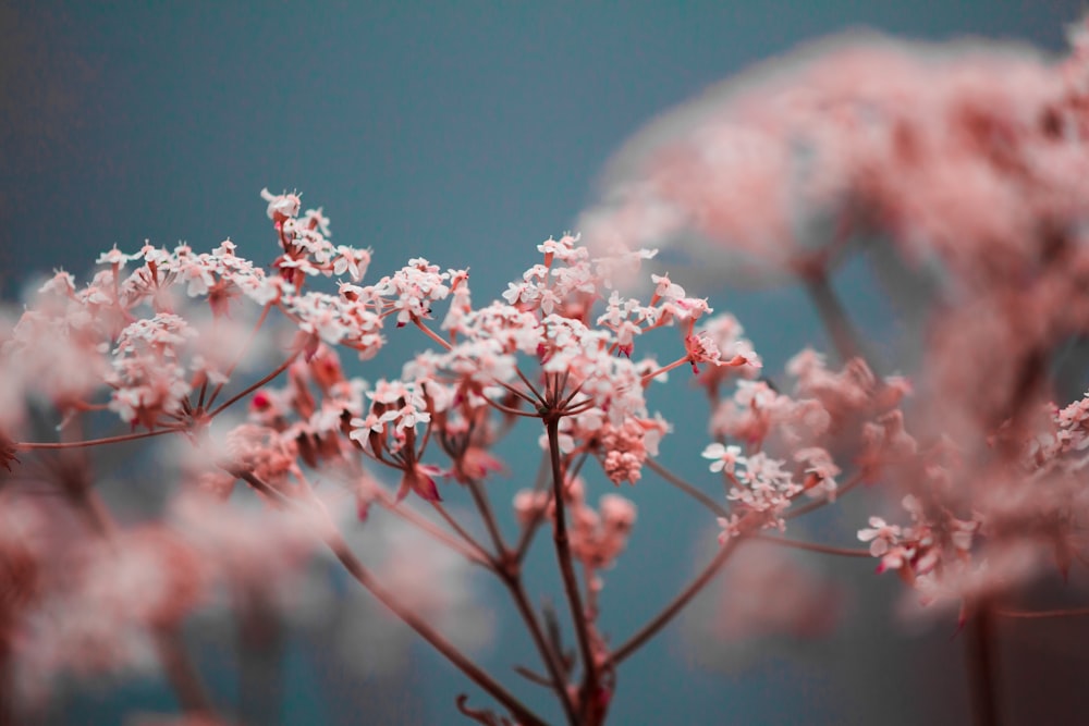 selective focus photography of pink petaled flowers