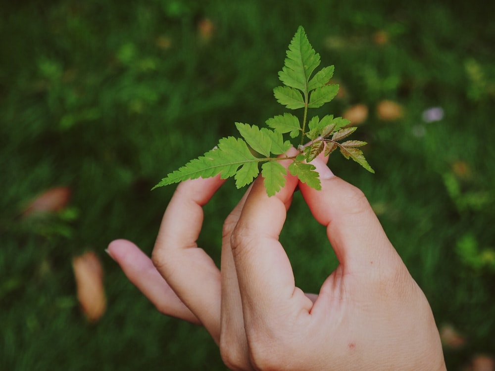 person holding green leaf