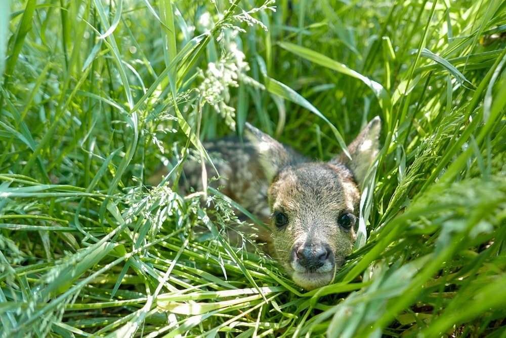 Braunhirsch auf Gras