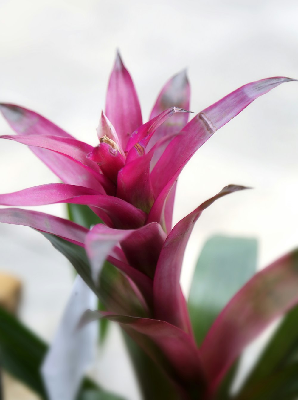 pink and green bromeliad flower