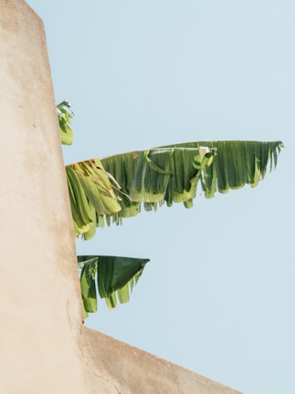 green banana tree