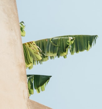 green banana tree