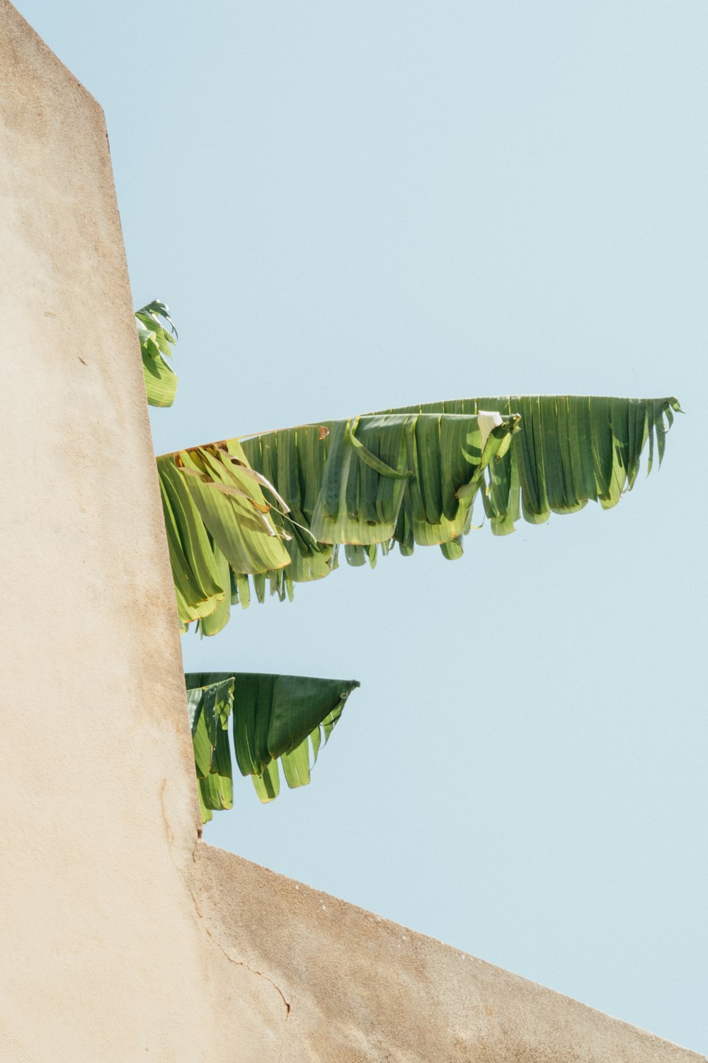 green banana tree