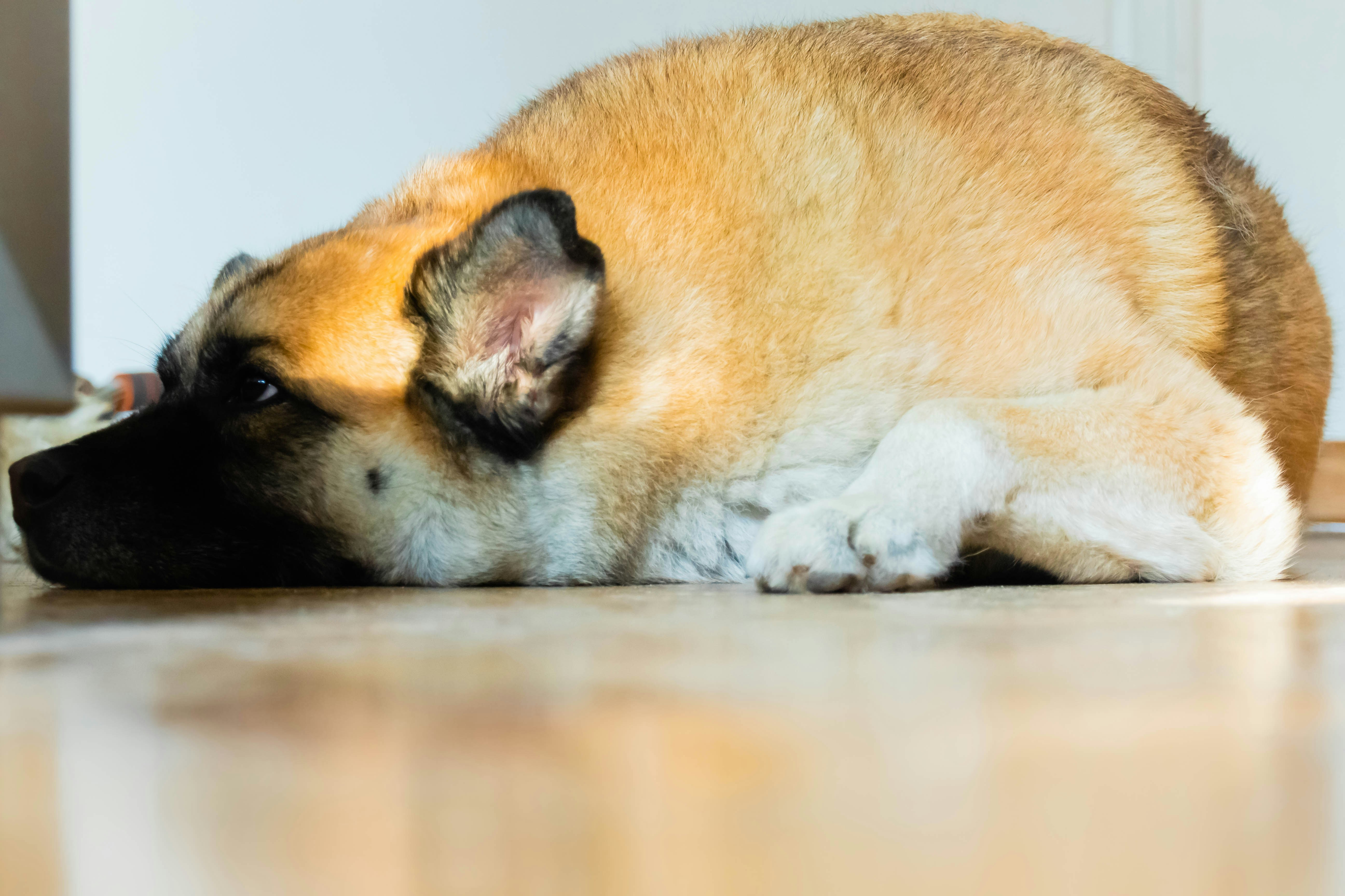 Labrador Trainieren Warum schläft mein Akita mit offenen Augen?