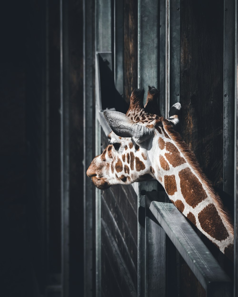 fotografia a fuoco selettiva della giraffa