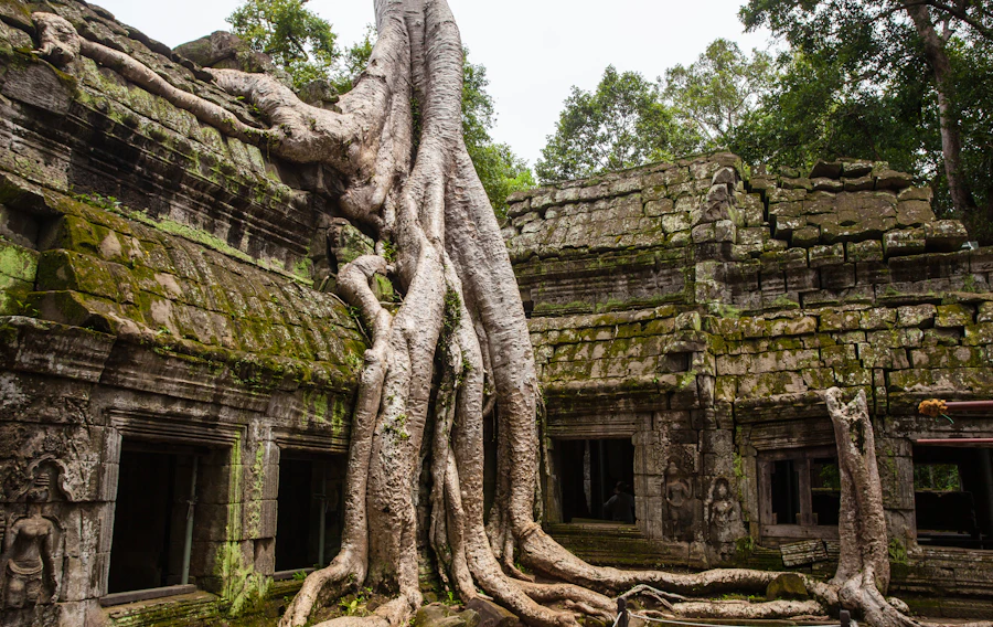 Tree roots pouring over the stone walls of Ta Prohm temple at Angkor, Cambodia, on a yoga retreat in Siem Reap