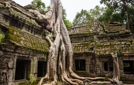 Ta Prohm things to do in Siemreap