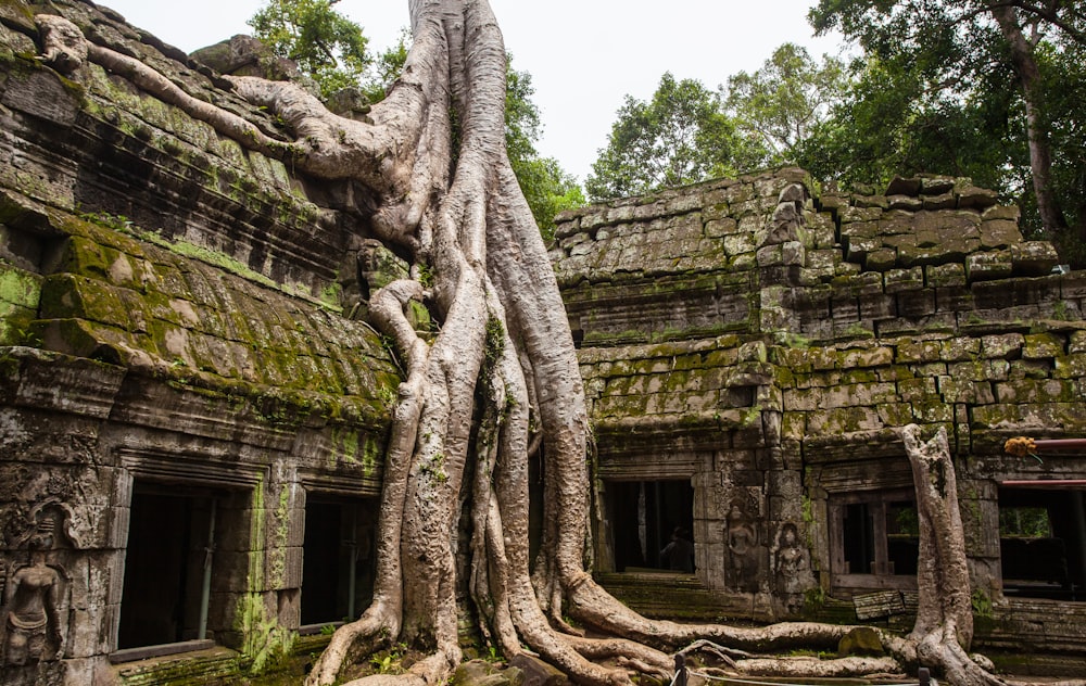 Temple en béton avec racine d’arbre sur le dessus