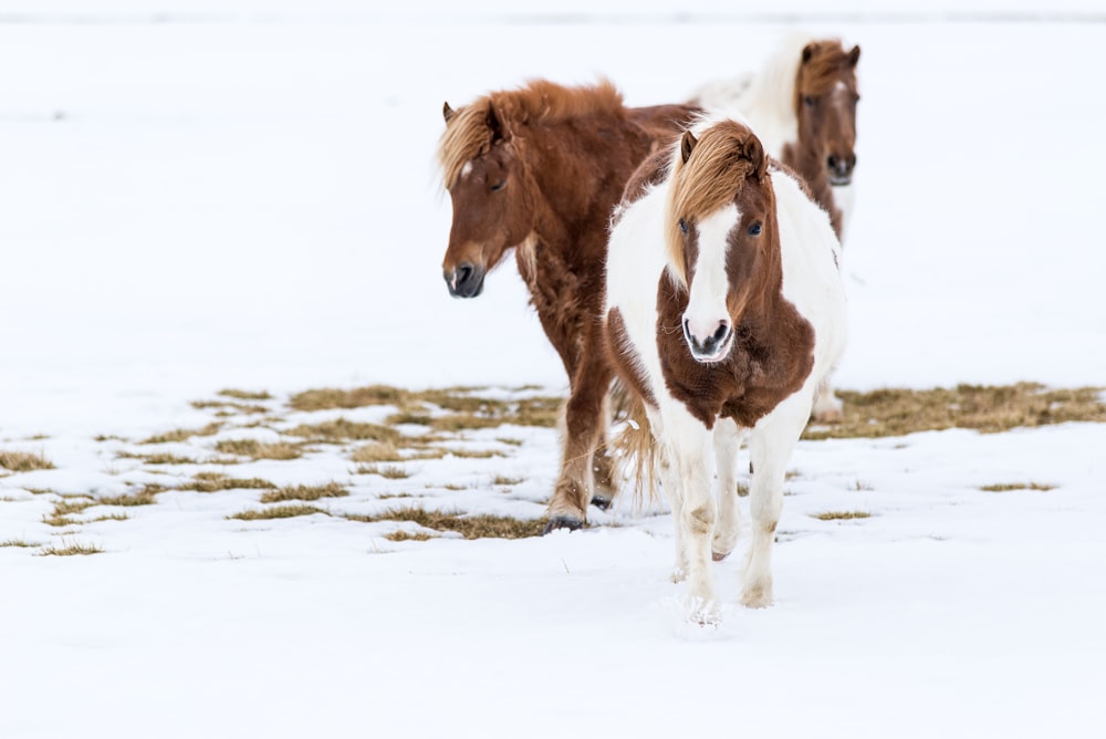 Drei braun-weiße Pferde auf Schnee